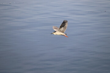 Black-crowned night heron bird (Nycticorax nycticorax) flying over river Nile in Aswan, Egypt 