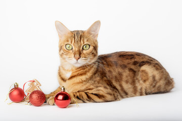 Red bengal cat and christmas decorations isolated on background.