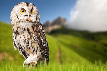 Cute young wild owl on nature background