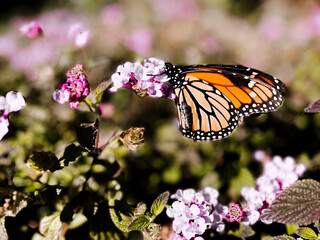 butterfly on flower