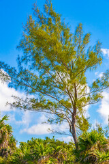 Caribbean beach fir palm trees in jungle forest nature Mexico.