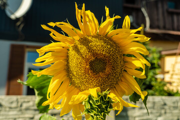 Bright sunflower at the farm under the sun
