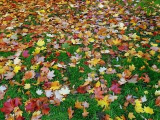 Autumn Leaves on green grass in park