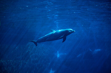 Fototapeta premium dolphin swimming in the water aquarium profile with other doplhins in the back