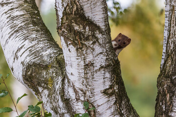 female beech marten (Martes foina), also known as the stone marten peeping out from behind a tree...