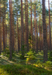 Pine tree forest landscape. Forest therapy and stress relief