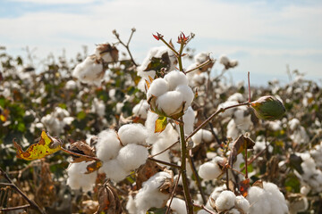 cotton field ready for harvest
