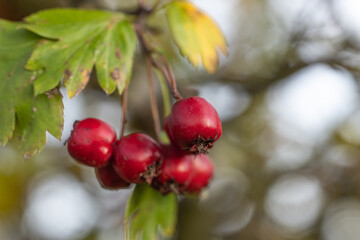 Hawthorn with red berry on the branch, warm sunny light, shallow depth of the field