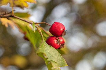 Hawthorn with red berry on the branch, warm sunny light, shallow depth of the field