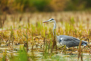 grey heron (Ardea cinerea) is standing motionless in the small pond