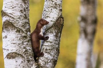 female beech marten (Martes foina), also known as the stone marten looking around on the tree