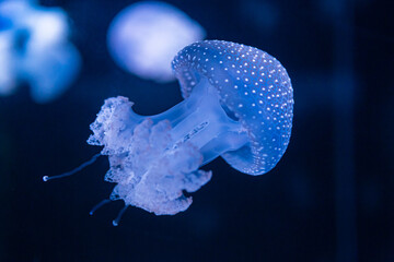 Phyllorhiza punctata, floating bell, Australian spotted jellyfish or white spotted jellyfish © Juan Algar