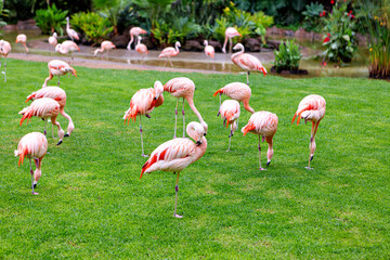 .Flamingos Phoenicopterus in captivity