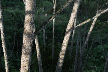 Fototapeta premium beautiful forest of Zanthoxylum rhoifolium or tachuelos in a rural area of Colombia. gray trees with white spots and stingers or spikes all over their bark.