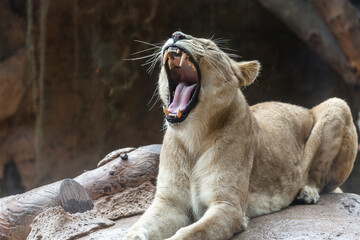 lioness panthera leo melanochaitus yawning