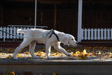 Golden retriever puppy walking on a leash in autumn