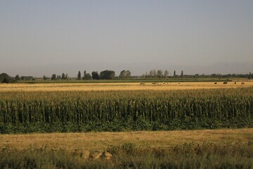 Fototapeta na wymiar field of wheat, view from the train window