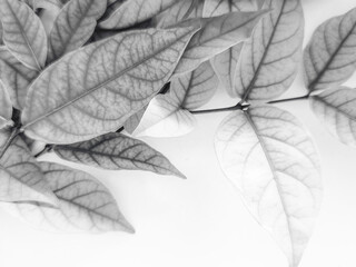 Beautiful abstract color black flowers on white background, dark leaves texture, gray background, white leaves, black leaves texture, flowers for Christmas and valentines celebrations 