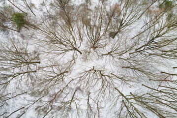 Aerial top view of trees in winter forest covered with snow, Sallandse Heuvelrug, Hellendoorn, Overijssel, Netherlands.