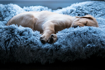 Labrador puppy sleeping in dog bed - obrazy, fototapety, plakaty