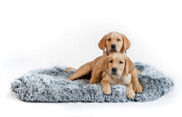 Labrador puppy's in dog bed