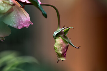 animais, cachorros, dog, plantas, paisagens, florestas