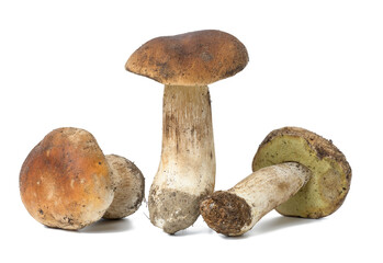Three fresh white mushrooms on a white isolated background.