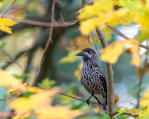 Spotted nutcracker (Nucifraga caryocatactes) a brown bird with white spots, sitting on a branch looking for nuts in autumn. Close up photography, blurred background, place for text, copy space.