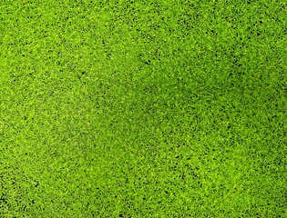 Duckweed, Natural Green Duckweed on The water for background or texture.