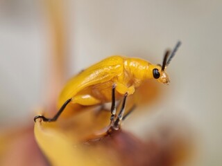 Yellow ladybug trying to eat and destroy the leaves. Close-up macro shot.