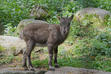 Steinbock Nachwuchs