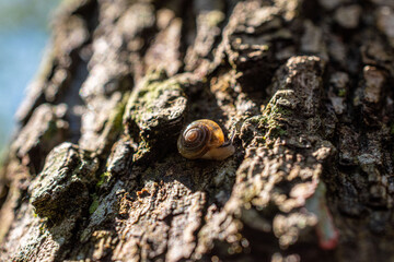 snail on a tree