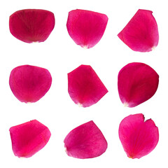 Collection of rose flower petals isolated on transparent background