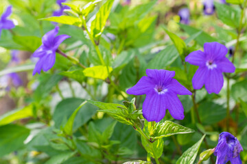 peasant flower garden, Browallia speciosa or purple flower with white center. Phanerogamous plant...