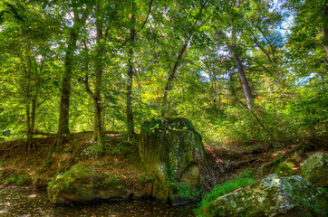 woodland forest meets the rivers edge