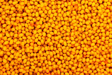 Sea-buckthorn. Orange background of ripe juicy autumn berries.