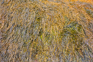 Sea grass of Cavendish Beach, Prince Edward Island, Canada is a National Park fronting the Gulf of...