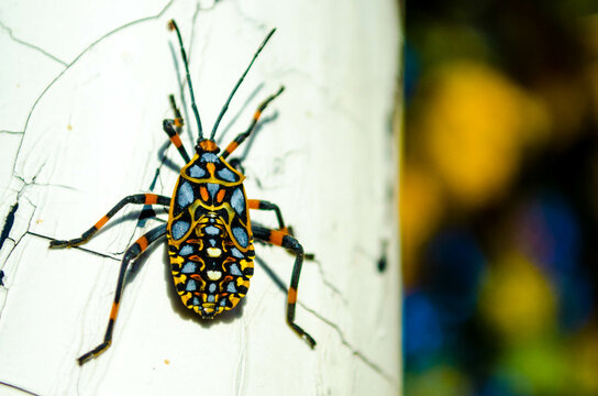 Pachylis hector, Leaf-footed Bug Nymph.