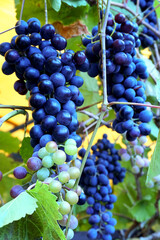 A vine of blue ripe grapes.