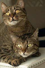Close-up portrait of two cats lying on top of each other