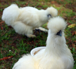 The Silkie (also known as the Silky or Chinese silk chicken) is a breed of chicken named for its atypically fluffy plumage, which is said to feel like silk and satin.