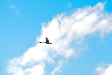 flying white tern in blue sky with white clouds in autumn