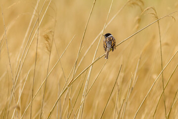 Reed bunting (Emberiza schoeniclus)