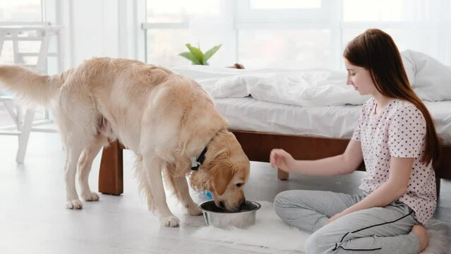 Beautiful teenager girl feeding golden retriever dog and petting him. Cute doggy eating from metal bowl and teenager sitting on the floor close to him. Female human person and pet frienship