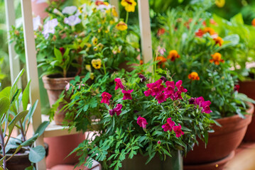 Collection of colorful flowers and ornamental plants in pots