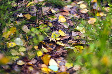 leaves in the autumn forest