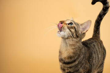 A domestic cat looking up and licking with her tongue after a snack. Figure of a cat on an isolated background of orange color.