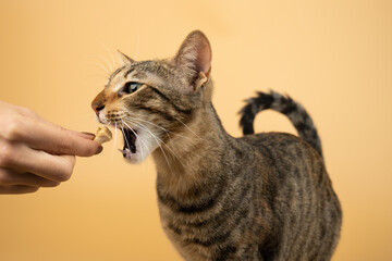 A domestic, young cat is eating a snack by a hand. Figure of a cat on an isolated background of orange color.