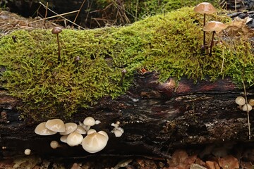 Totholz mit Moos, Buchenschleimrüblingen und Knoblauchschwindlingen