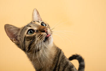 A domestic cat looking up and licking with her tongue after a snack. Figure of a cat on an isolated background of orange color.